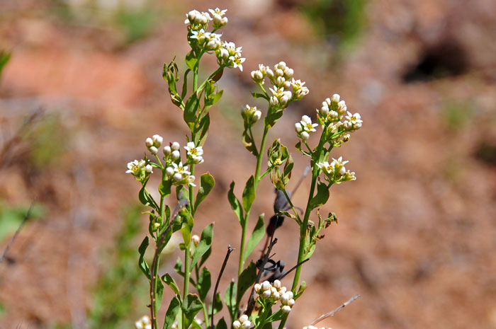 Bastard Toadflax is a leafy, perennial forb/herb that grows up to 15 inches or so. Leaves are green (may appear paler underneath) and lanceolate in shape. Comandra umbellata